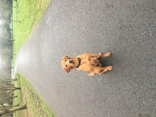 Michaela- petsitter Prague or Pet nanny for dogs cats