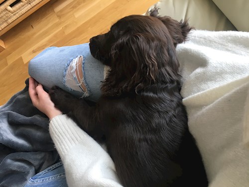 Michaela- petsitter Prague or Pet nanny for dogs cats