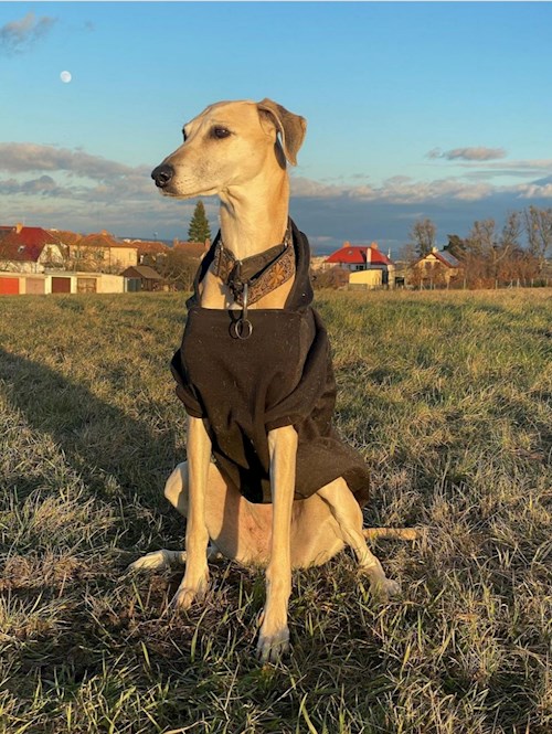 Libuše- petsitter Střelice nebo Páníček pro psi kočky
