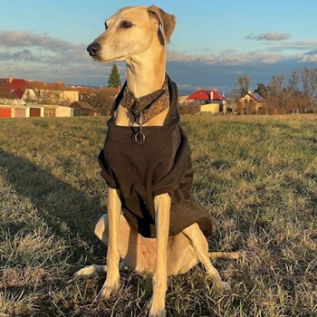 thumbnail petsitter Střelice nebo páníček pro psi kočky