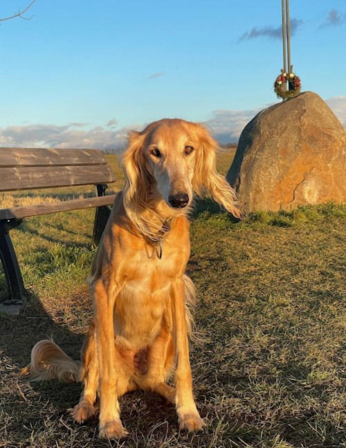 Libuše- petsitter Střelice nebo Páníček pro psi kočky