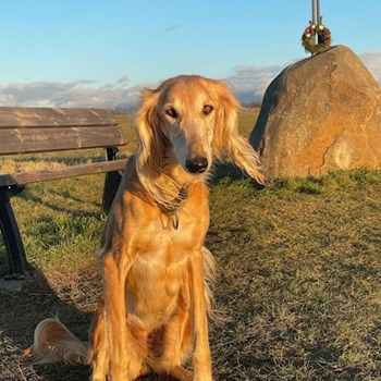 thumbnail petsitter Střelice nebo páníček pro psi kočky