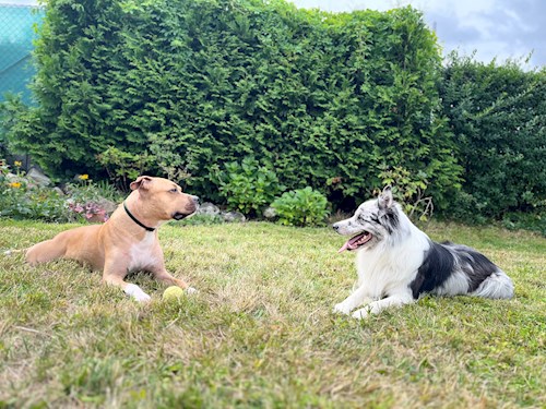 Martina- petsitter Hradec Králové nebo Páníček pro psi kočky