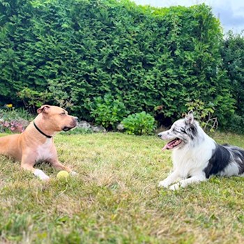 thumbnail petsitter Hradec Králové nebo páníček pro psi kočky