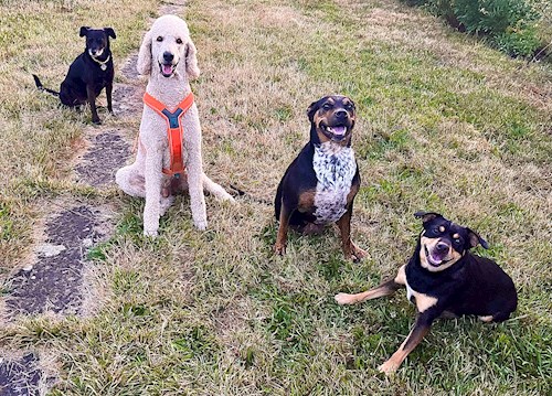 Martina- petsitter Hradec Králové nebo Páníček pro psi kočky