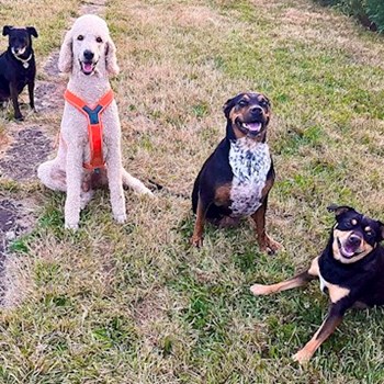 thumbnail petsitter Hradec Králové nebo páníček pro psi kočky