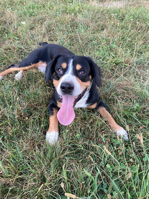 Martin- petsitter Praha 10 or Pet nanny for