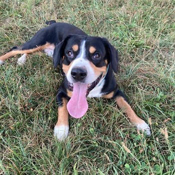 thumbnail petsitter Praha 10 or pet nanny for