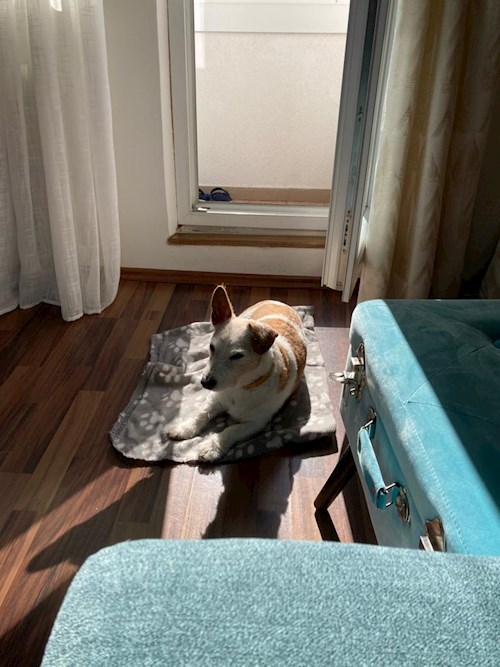 Martin- petsitter Praha 10 or Pet nanny for