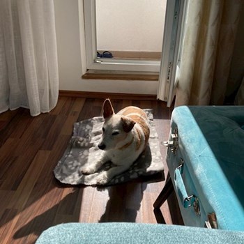 thumbnail petsitter Praha 10 or pet nanny for