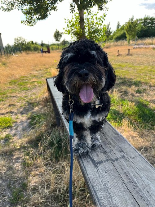 Martin- petsitter Praha 10 or Pet nanny for