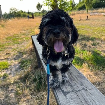 thumbnail petsitter Praha 10 or pet nanny for