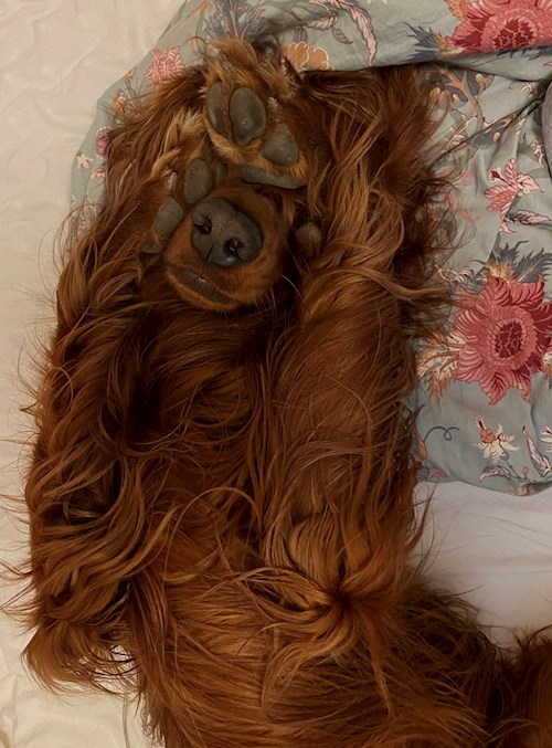 Barbora- petsitter Prague or Pet nanny for dogs