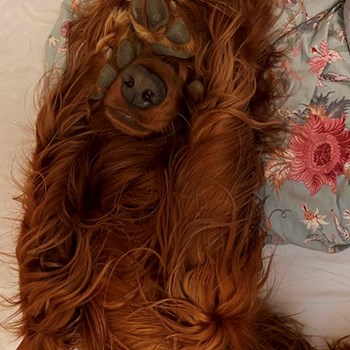 thumbnail petsitter Prague or pet nanny for dogs