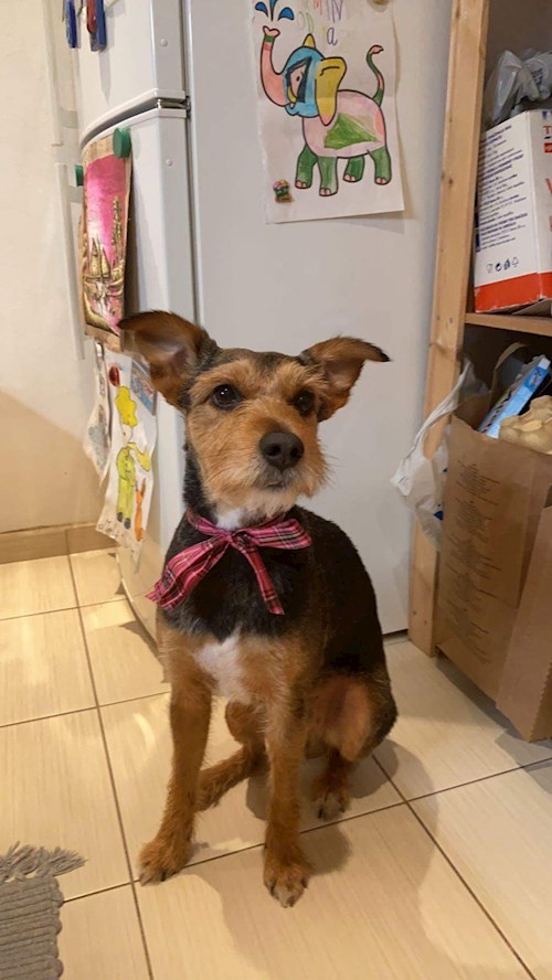 Mirka- petsitter Praha 6  nebo Páníček pro psi