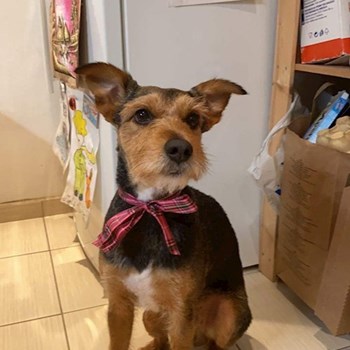 thumbnail petsitter Praha 6  nebo páníček pro psi