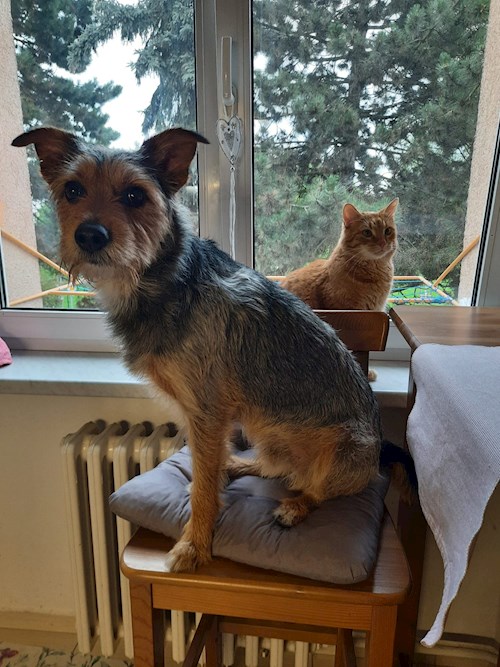 Mirka- petsitter Praha 6  nebo Páníček pro psi