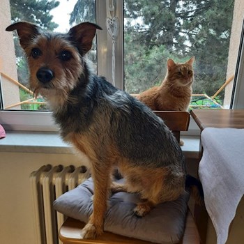 thumbnail petsitter Praha 6  nebo páníček pro psi