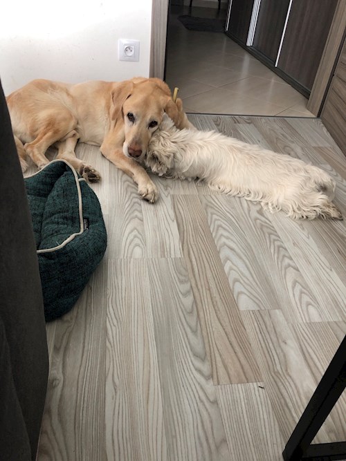 Tereza- petsitter Bruntál a okolí, Krnov a okolí, Opava a okolí nebo Páníček pro psi kočky