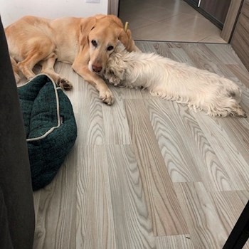 thumbnail petsitter Bruntál a okolí, Krnov a okolí, Opava a okolí nebo páníček pro psi kočky