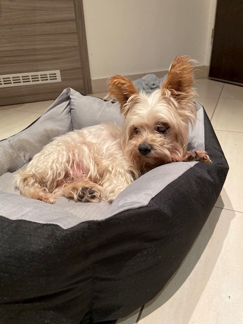 Tereza- petsitter Bruntál a okolí, Krnov a okolí, Opava a okolí nebo Páníček pro psi kočky