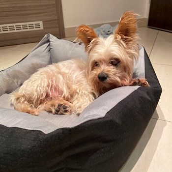 thumbnail petsitter Bruntál a okolí, Krnov a okolí, Opava a okolí nebo páníček pro psi kočky