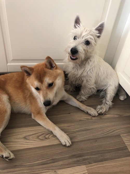 Tereza- petsitter Bruntál a okolí, Krnov a okolí, Opava a okolí nebo Páníček pro psi kočky