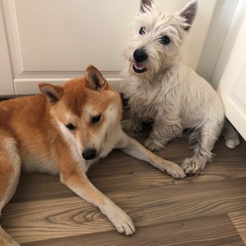 thumbnail petsitter Bruntál a okolí, Krnov a okolí, Opava a okolí nebo páníček pro psi kočky