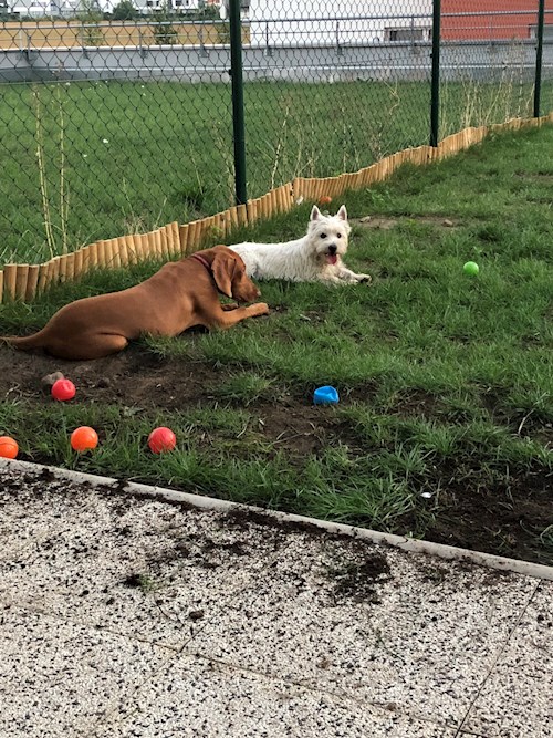 Tereza- petsitter Bruntál a okolí, Krnov a okolí, Opava a okolí nebo Páníček pro psi kočky