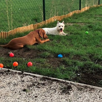 thumbnail petsitter Bruntál a okolí, Krnov a okolí, Opava a okolí nebo páníček pro psi kočky