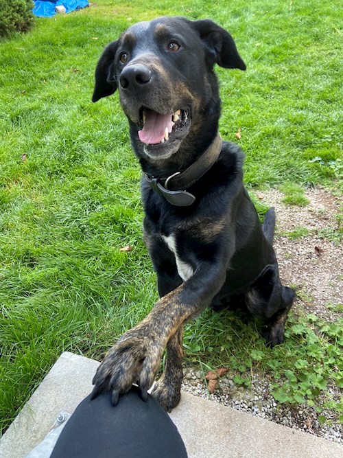 Tereza- petsitter Bruntál a okolí, Krnov a okolí, Opava a okolí nebo Páníček pro psi kočky