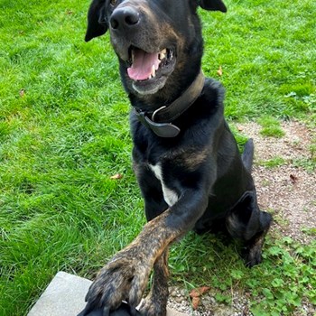 thumbnail petsitter Bruntál a okolí, Krnov a okolí, Opava a okolí nebo páníček pro psi kočky