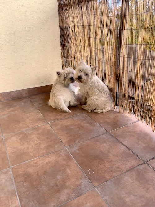 Tereza- petsitter Bruntál a okolí, Krnov a okolí, Opava a okolí nebo Páníček pro psi kočky