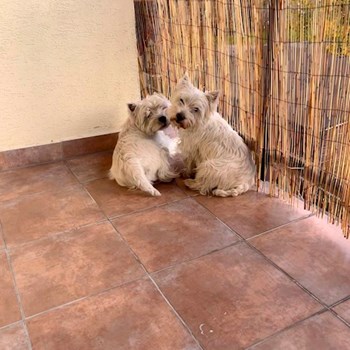 thumbnail petsitter Bruntál a okolí, Krnov a okolí, Opava a okolí nebo páníček pro psi kočky