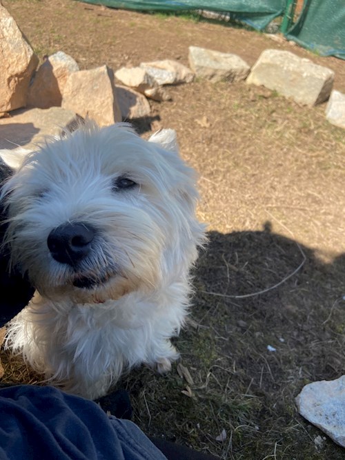 Tereza- petsitter Bruntál a okolí, Krnov a okolí, Opava a okolí nebo Páníček pro psi kočky