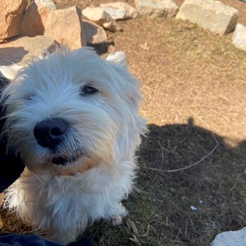 thumbnail petsitter Bruntál a okolí, Krnov a okolí, Opava a okolí nebo páníček pro psi kočky