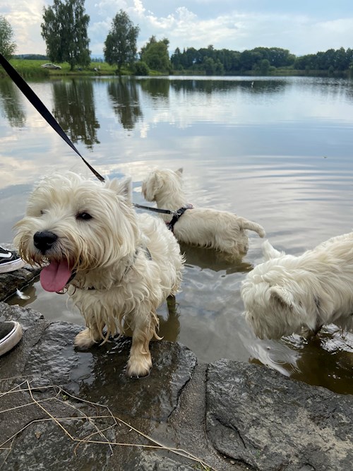 Tereza- petsitter Bruntál a okolí, Krnov a okolí, Opava a okolí nebo Páníček pro psi kočky