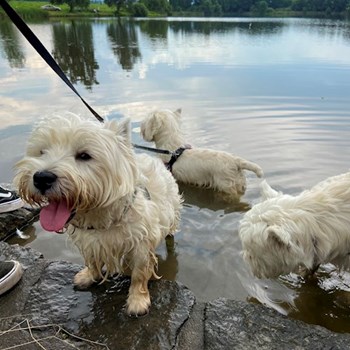 thumbnail petsitter Bruntál a okolí, Krnov a okolí, Opava a okolí nebo páníček pro psi kočky