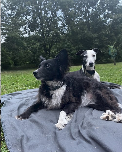 Kristína- petsitter Praha nebo Páníček pro psi kočky