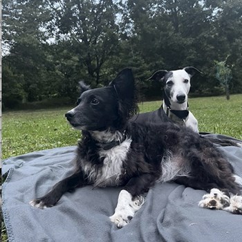 thumbnail petsitter Praha nebo páníček pro psi kočky