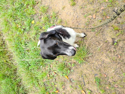 Jiří- petsitter Benešov or Pet nanny for dogs