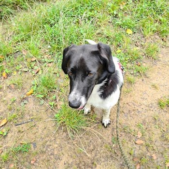 thumbnail petsitter Benešov or pet nanny for dogs