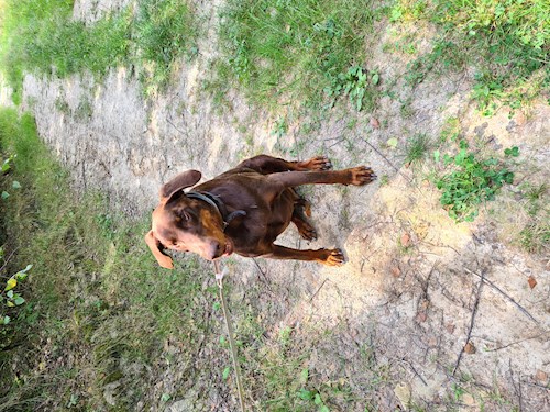 Jiří- petsitter Benešov or Pet nanny for dogs