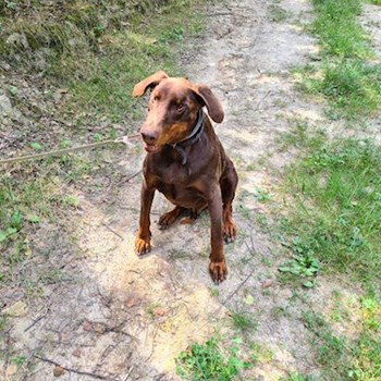 thumbnail petsitter Benešov or pet nanny for dogs