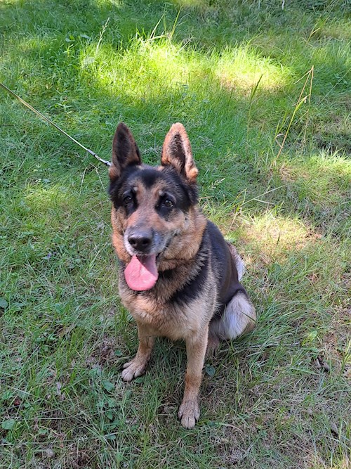 Jiří- petsitter Benešov or Pet nanny for dogs