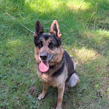 thumbnail petsitter Benešov or pet nanny for dogs