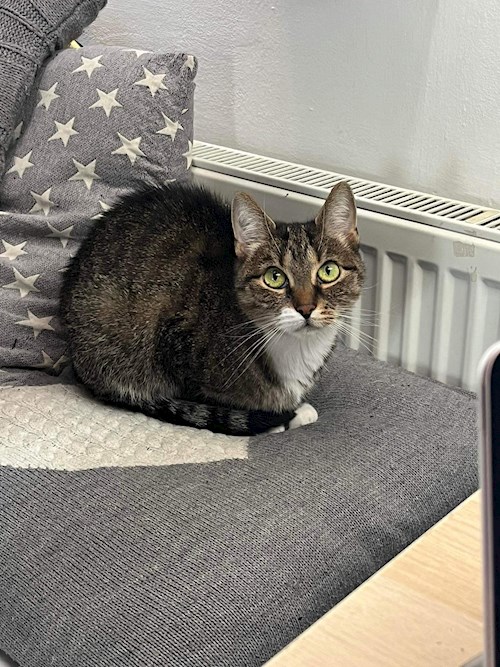 Eliška- petsitter Stochov nebo Páníček pro psi kočky