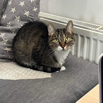 thumbnail petsitter Stochov nebo páníček pro psi kočky