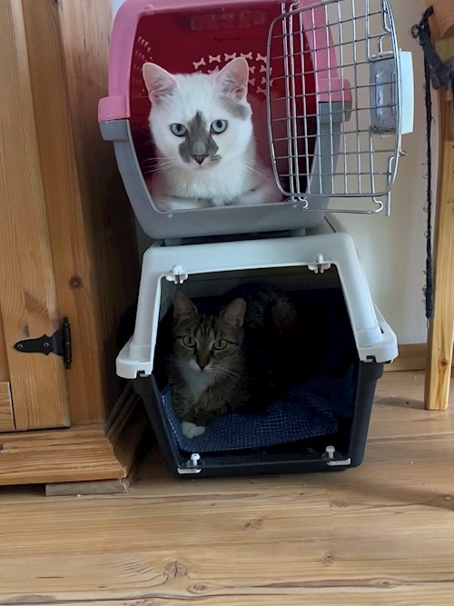 Eliška- petsitter Stochov nebo Páníček pro psi kočky