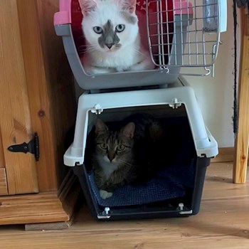 thumbnail petsitter Stochov nebo páníček pro psi kočky